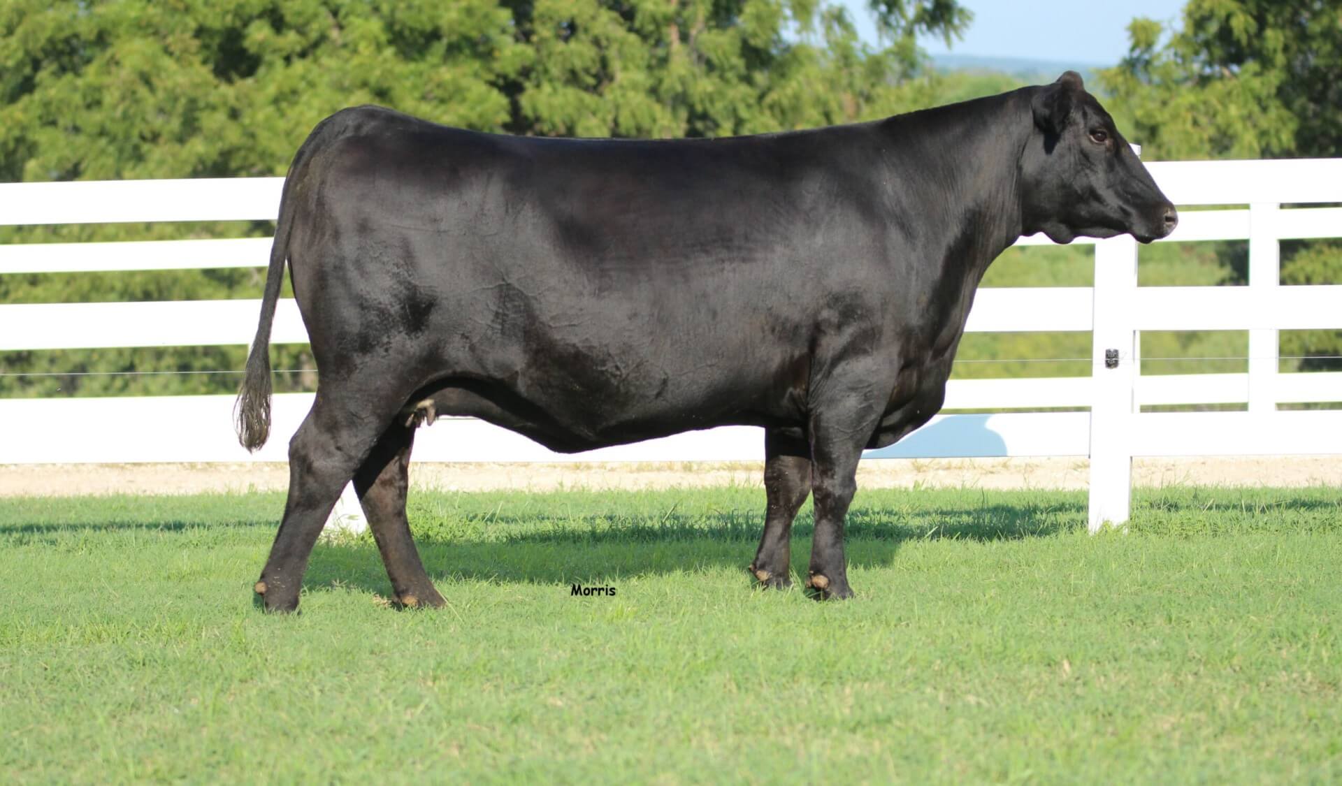 Gallery Wall Street Cattle Company Lebanon, Missouri