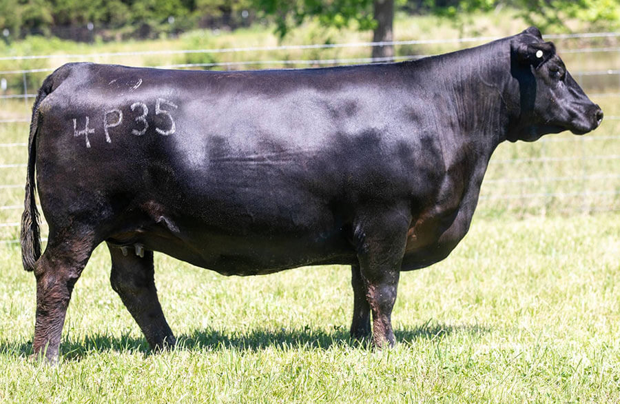 Donors Wall Street Cattle Company Lebanon, Missouri