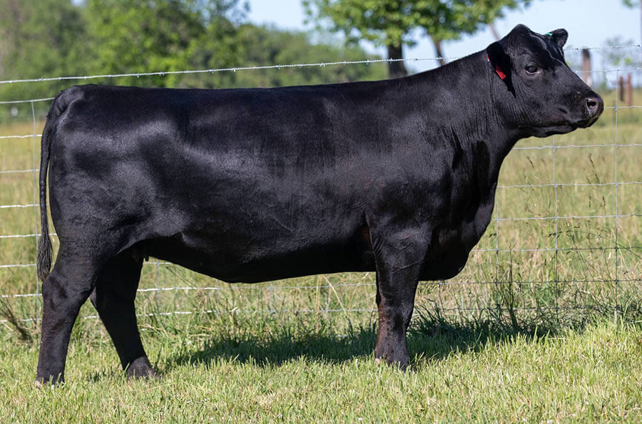 Donors Wall Street Cattle Company Lebanon, Missouri