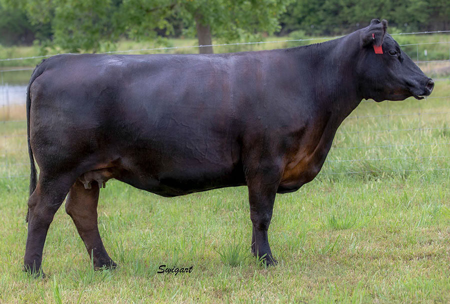 Donors Wall Street Cattle Company Lebanon, Missouri