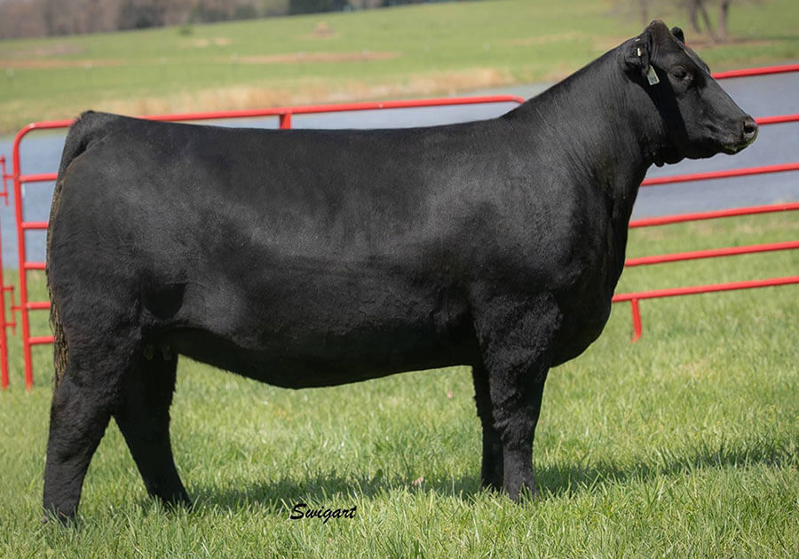 Donors Wall Street Cattle Company Lebanon, Missouri