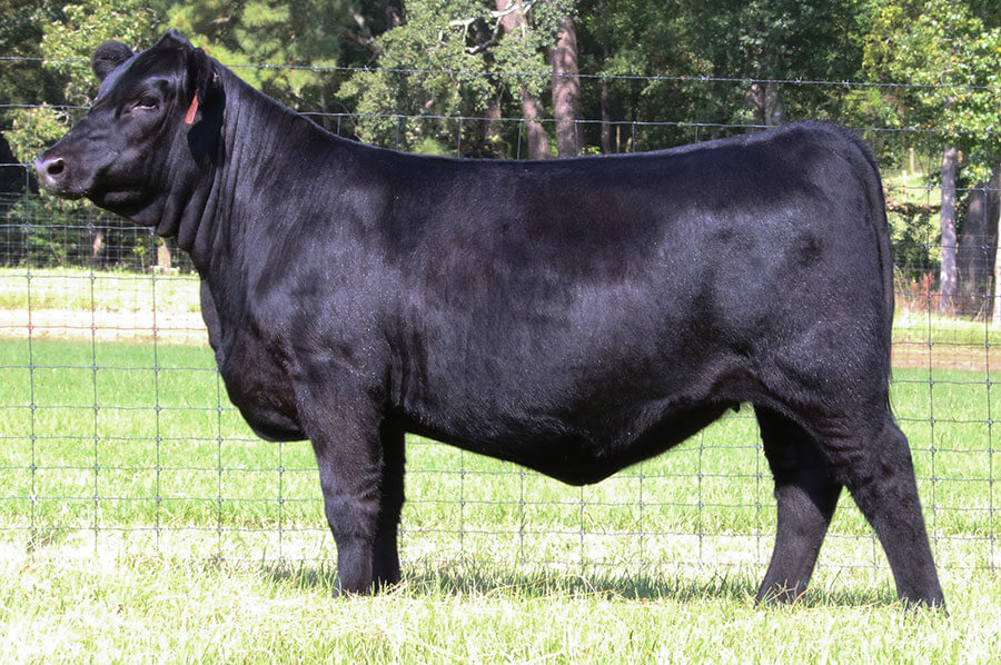 Donors Wall Street Cattle Company Lebanon, Missouri