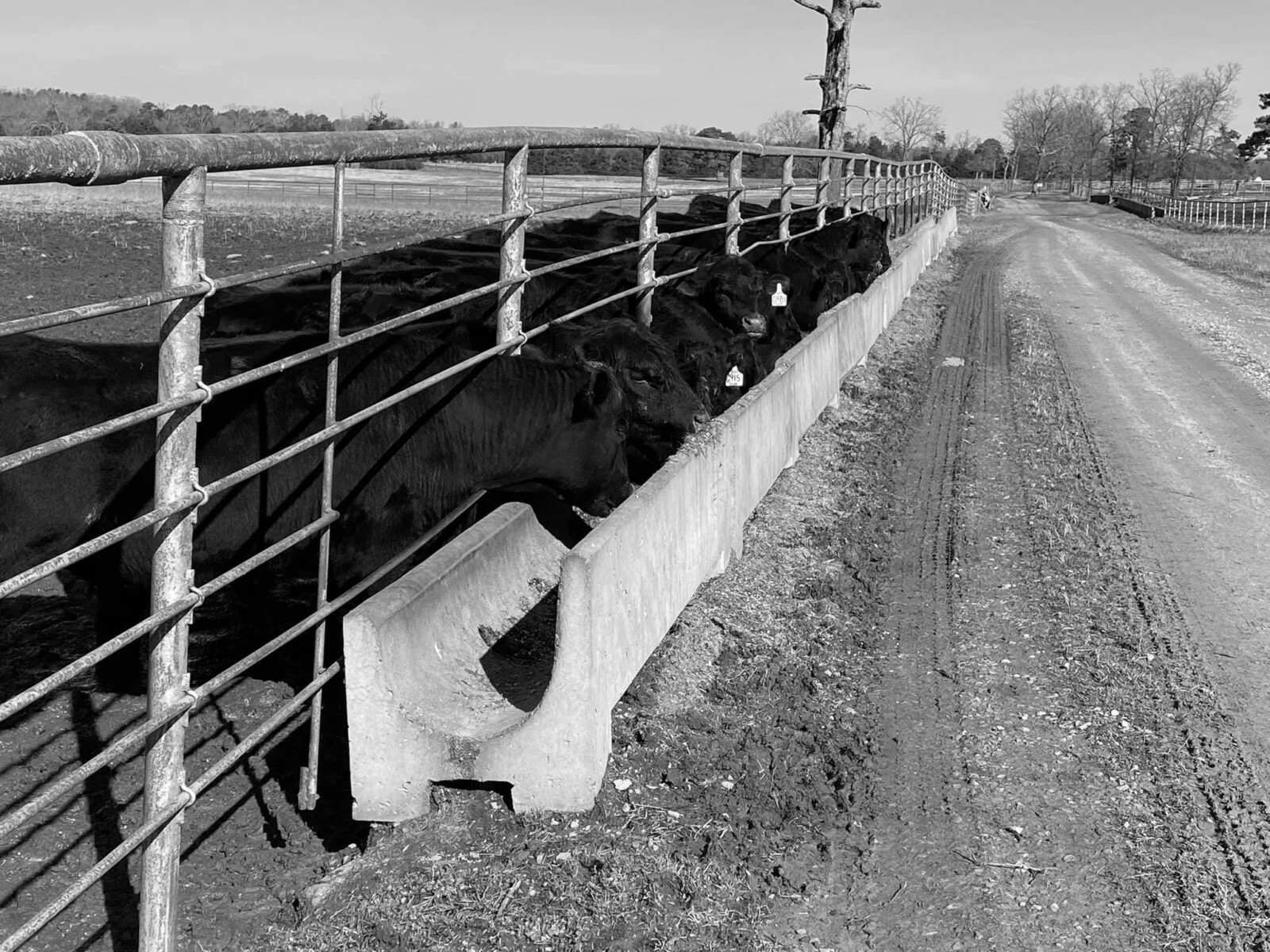 Sales Wall Street Cattle Company Lebanon, Missouri