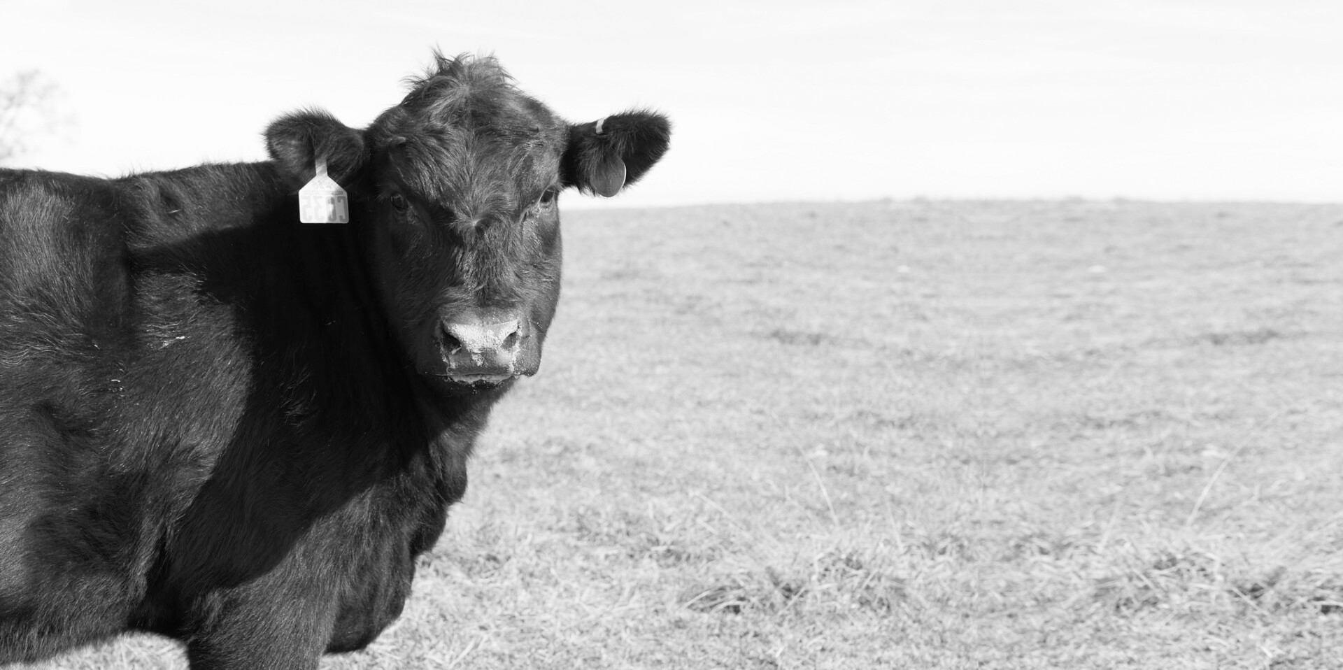 Home Wall Street Cattle Company Lebanon, Missouri