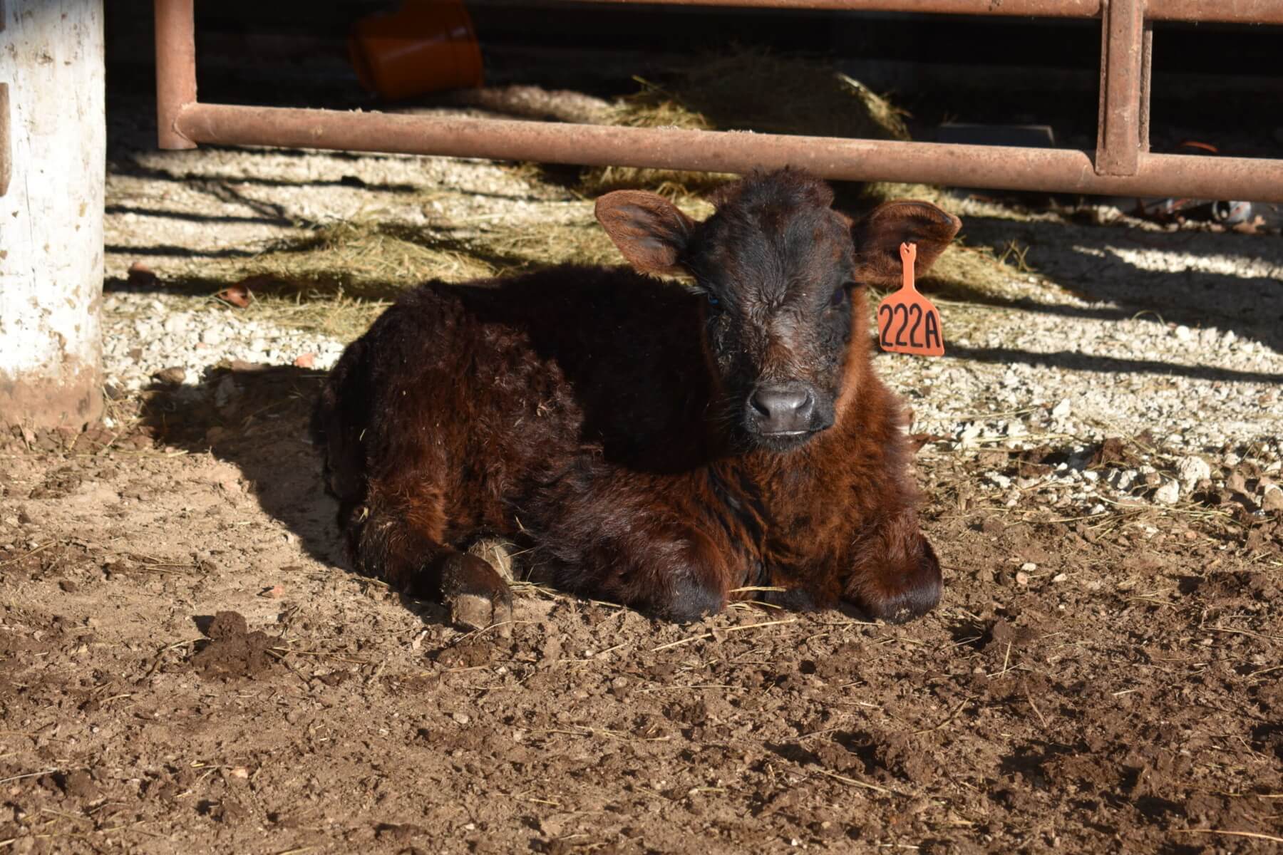 Wall Street Cattle Company Lebanon Mo at Arthur Brandt blog