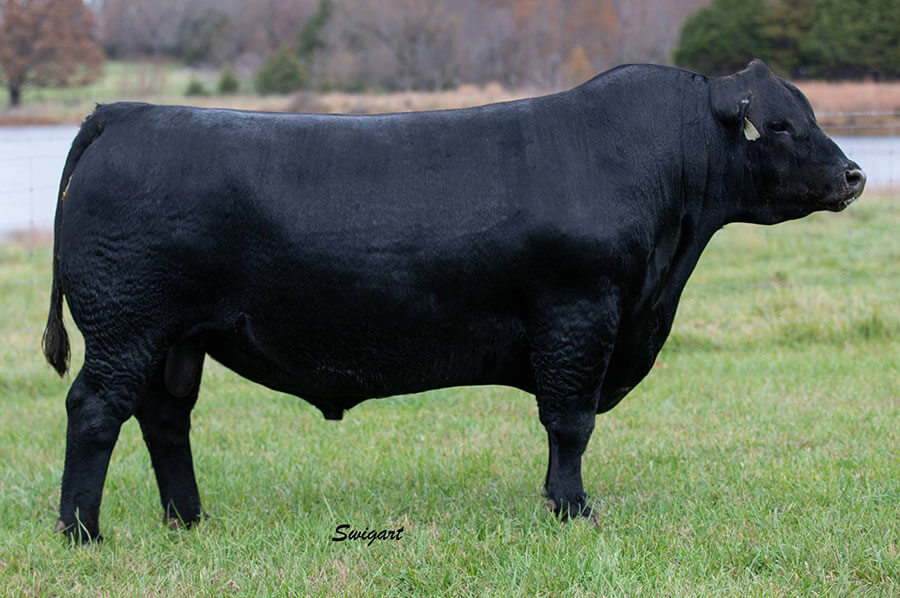 Sires Wall Street Cattle Company Lebanon, Missouri