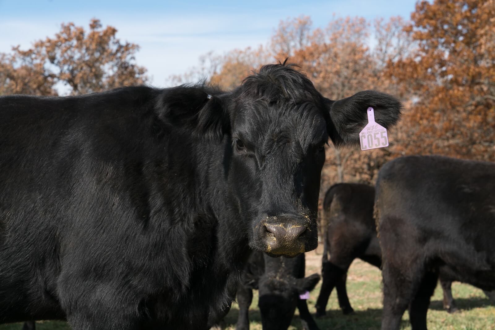 Gallery Wall Street Cattle Company Lebanon, Missouri