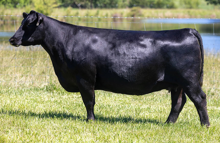 Sales Wall Street Cattle Company Lebanon, Missouri