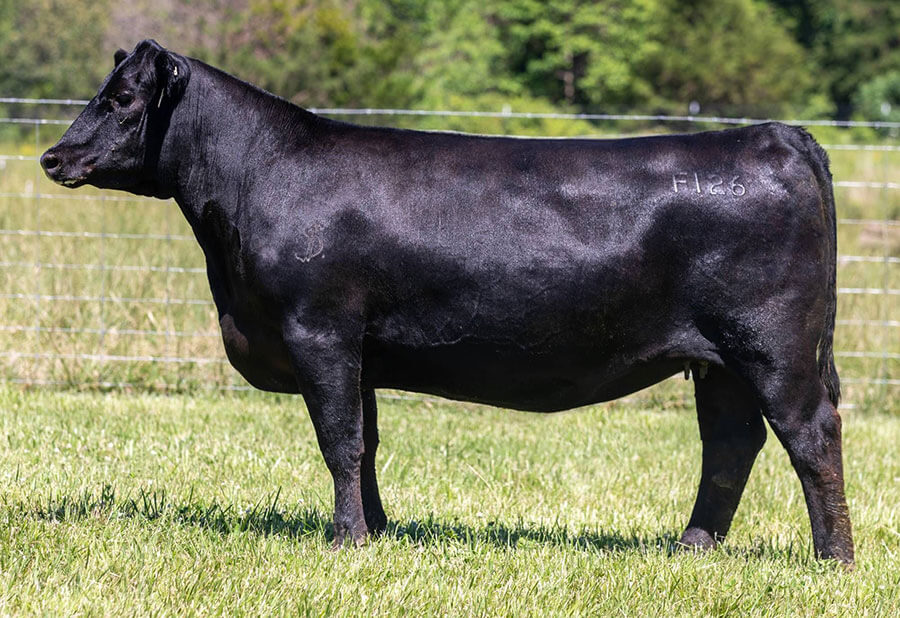 Sales Wall Street Cattle Company Lebanon, Missouri