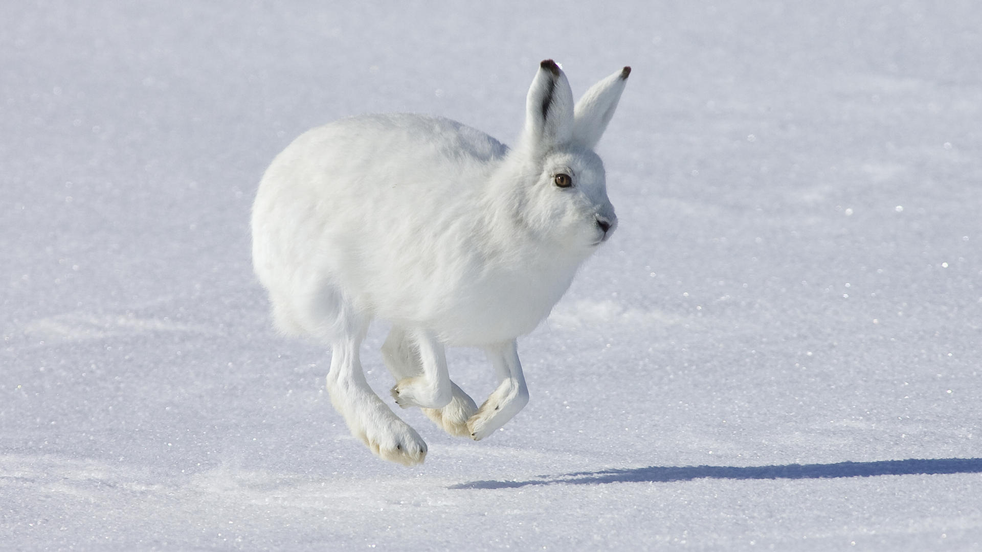 White Rabbit on Snow Wallpaper Wide Screen Wallpaper