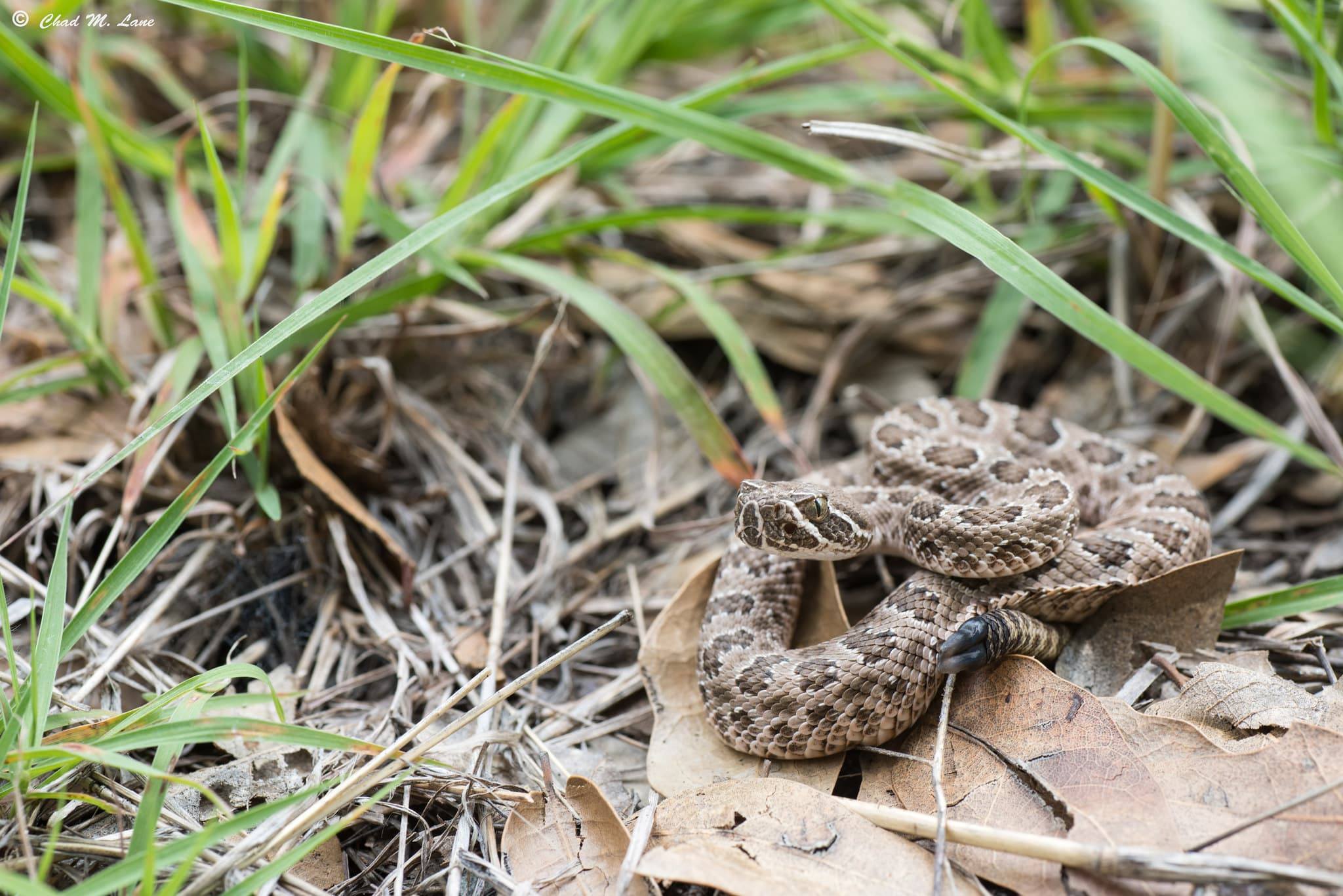 Are Baby Rattlesnakes Really More Dangerous than Adults? Wild Snakes Education and Discussion