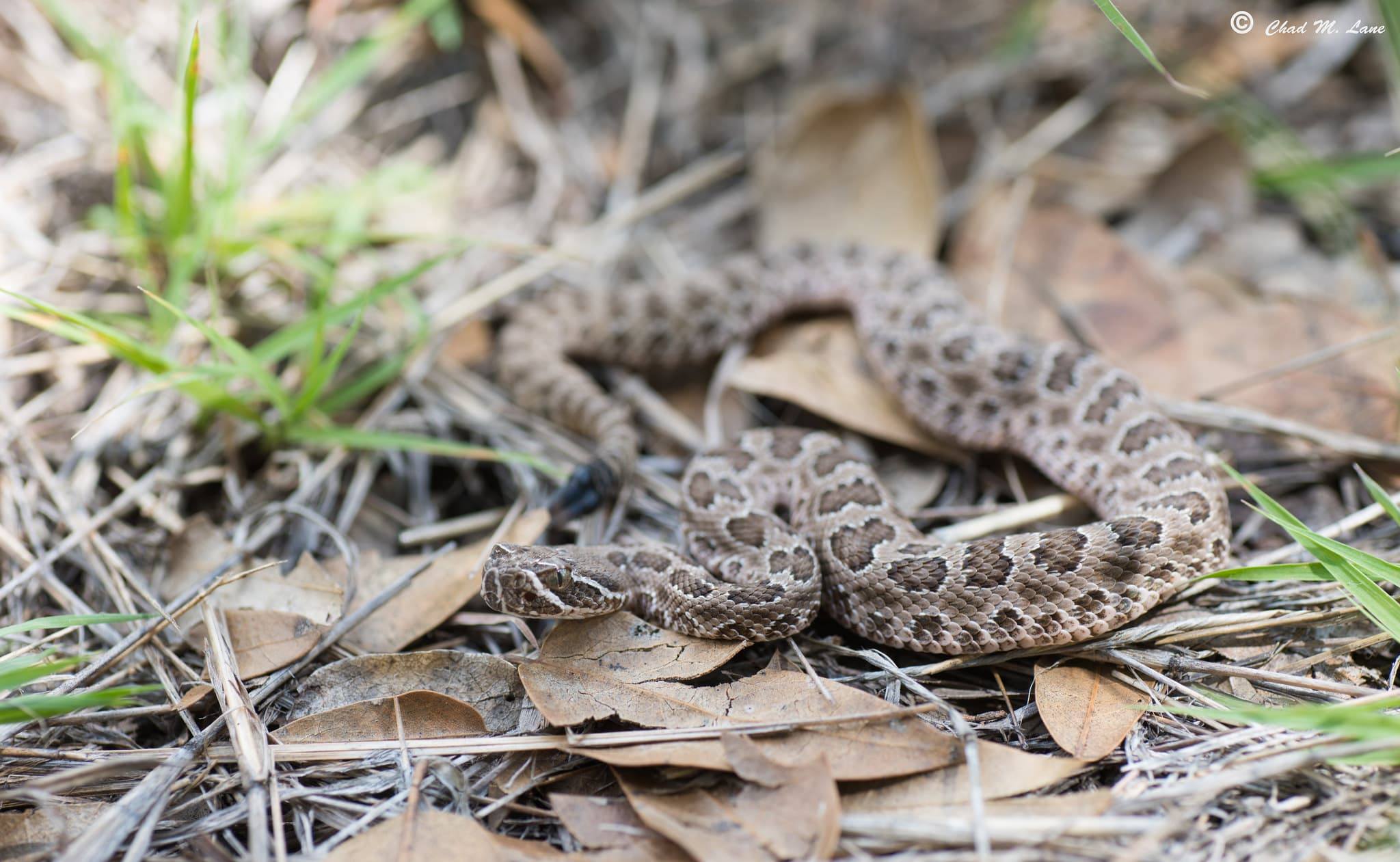 Are Baby Rattlesnakes Really More Dangerous than Adults? Wild Snakes