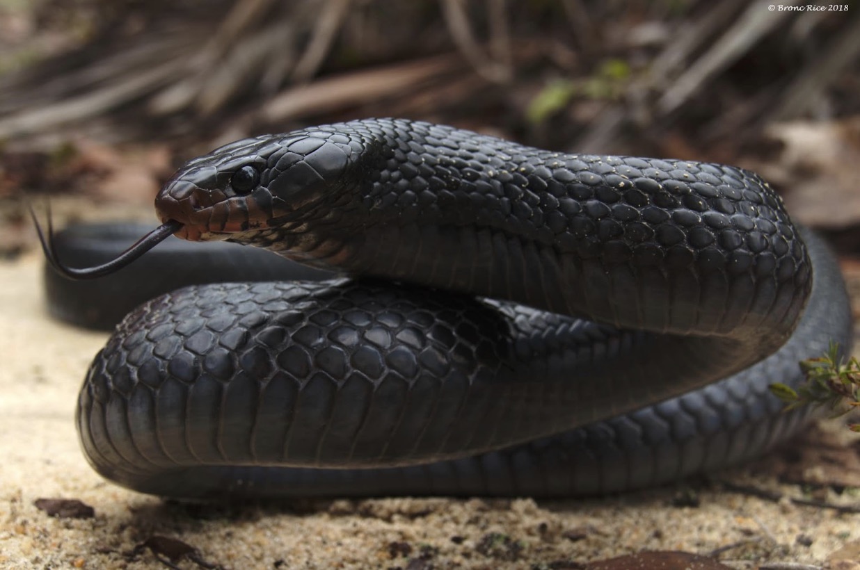 Why We Shouldn’t Kill Snakes Wild Snakes Education and Discussion