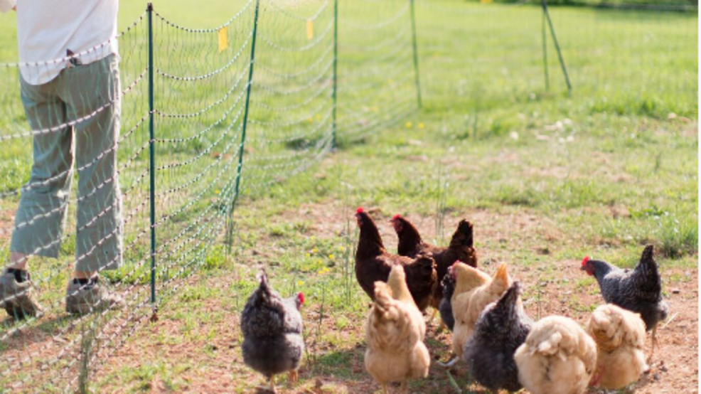 Blacksburg Town Council passes ordinance to allow chickens in