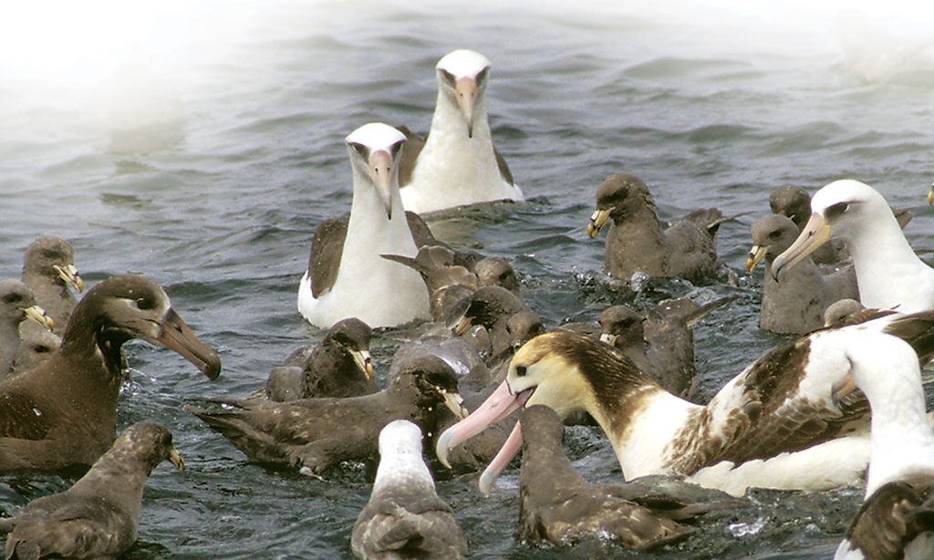 AwardWinning Researchers Find Methods to Reduce Seabird Bycatch in