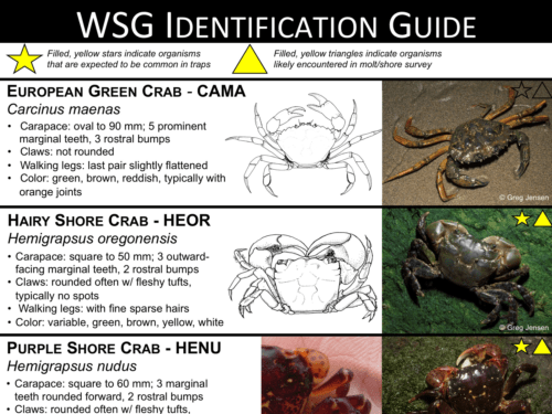 Crab Identification Chart