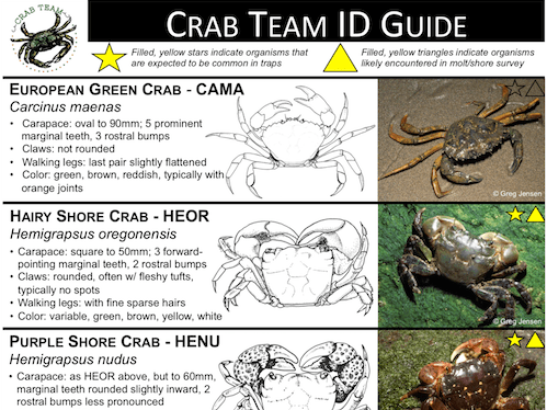 Types Of Crabs Chart, Carcinisation Wikipedia - Crabs are one of those