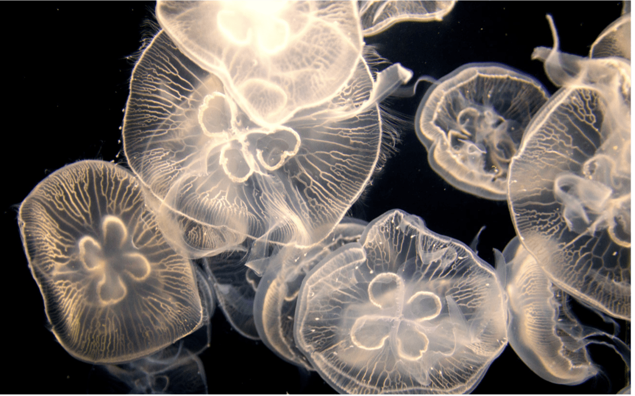 Are moon jellies eating up all the zooplankton? Washington Sea Grant