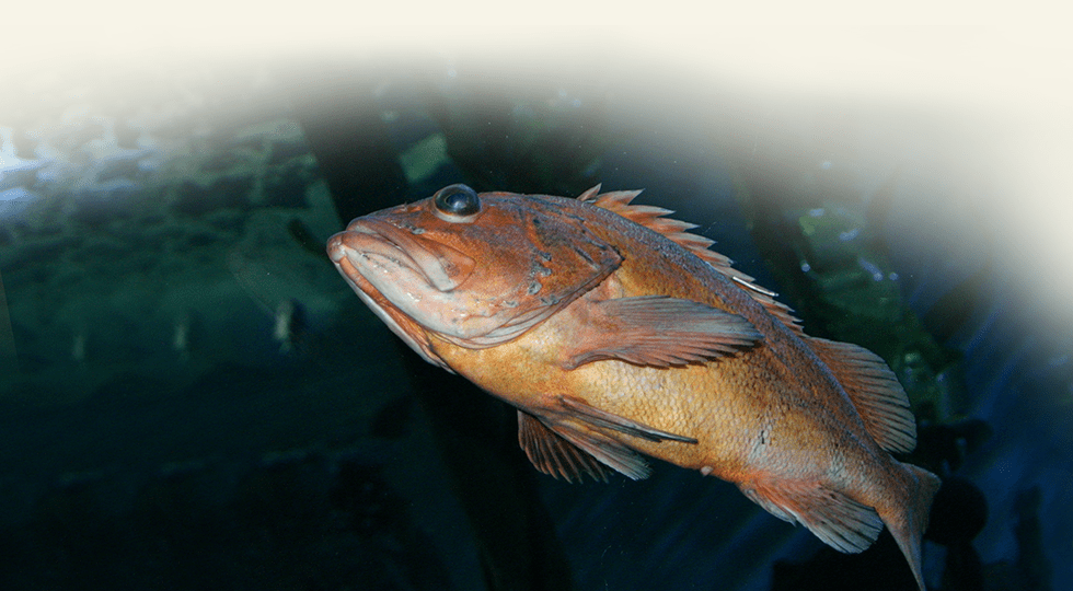 TBrockfish Washington Sea Grant