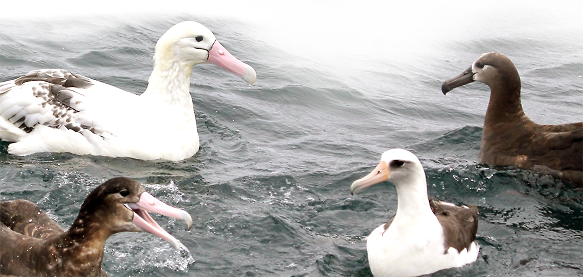 Seabird Bycatch Washington Sea Grant