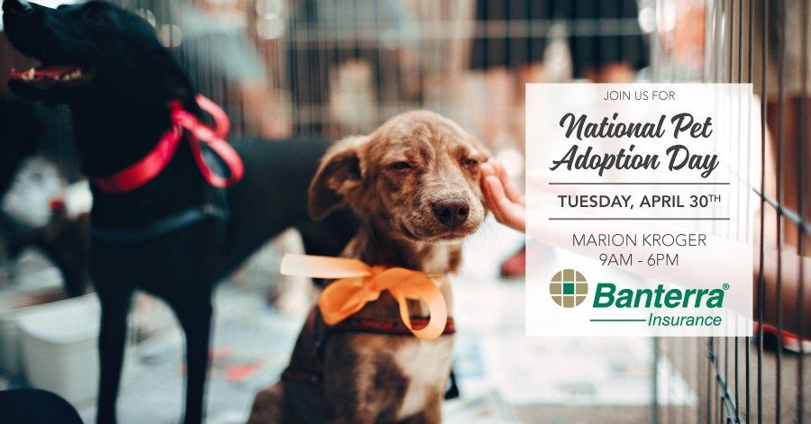 National AdoptAShelterPet Day coming to Marion Kroger WSILTV 3