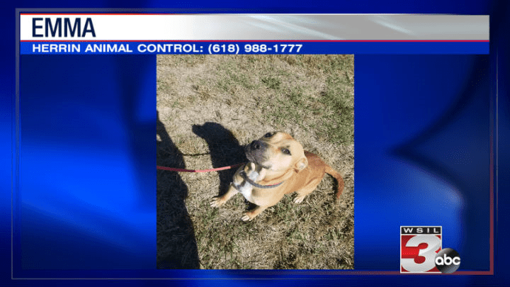 Pets of the Week October 24, 2019 WSILTV 3 Southern Illinois