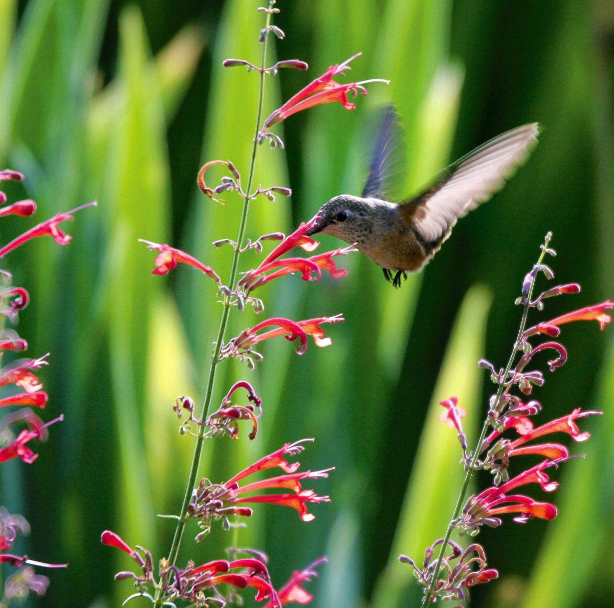 azirtips Pacific Northwest Flowers For Hummingbirds / Planting