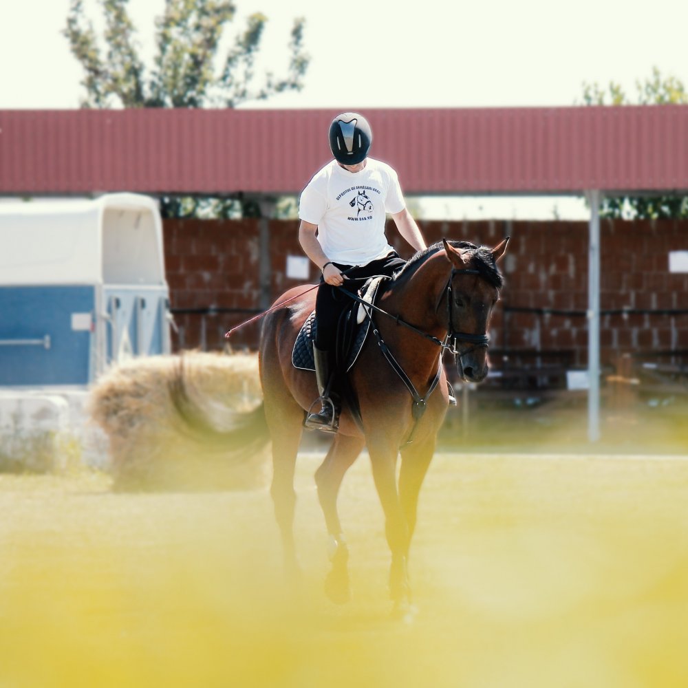 Prova på ridning i Stockholm allindesign.se