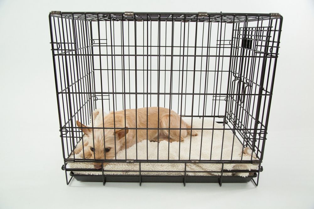 Välj en hundbur för säker transport manoir.se
