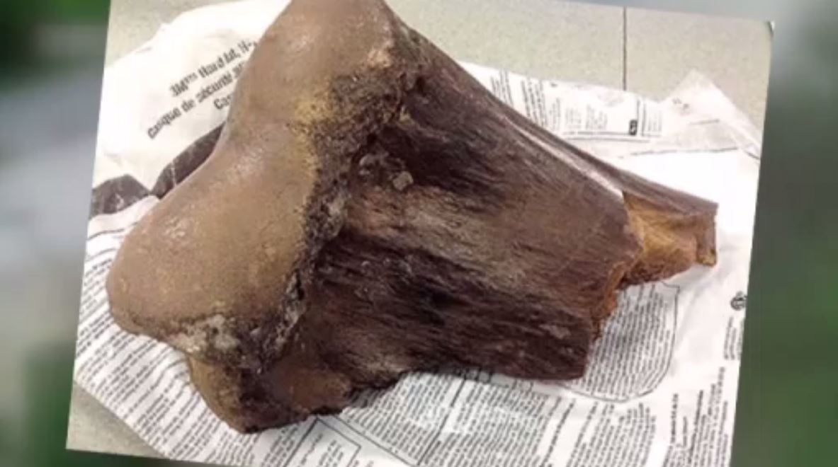 1,000yearold fossil found at Cape Coral construction site WSVN