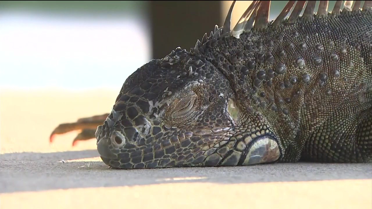 ‘Stand your ground’ defense rejected in iguana killing