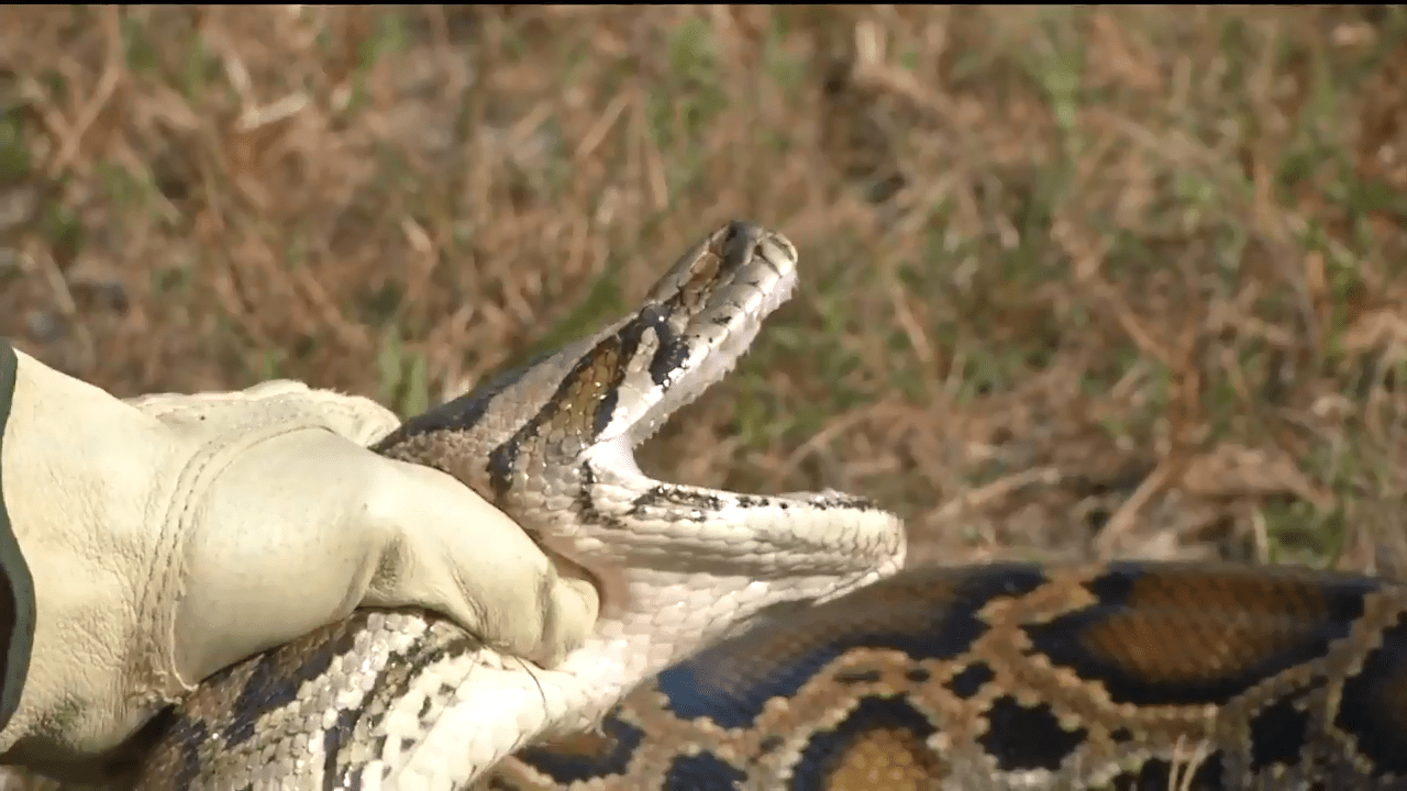 Burmese python hunt in Florida Everglades slated for August WSVN