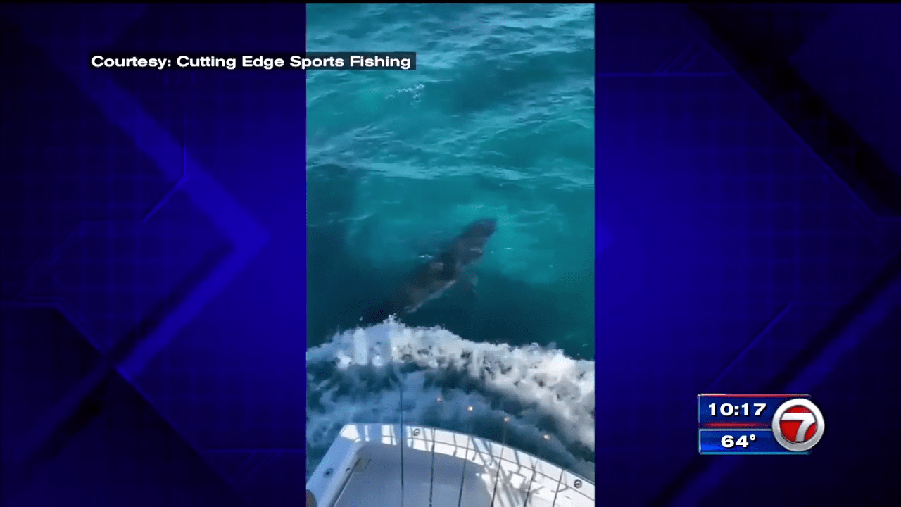South Florida fishermen encounter great white shark off Key Biscayne