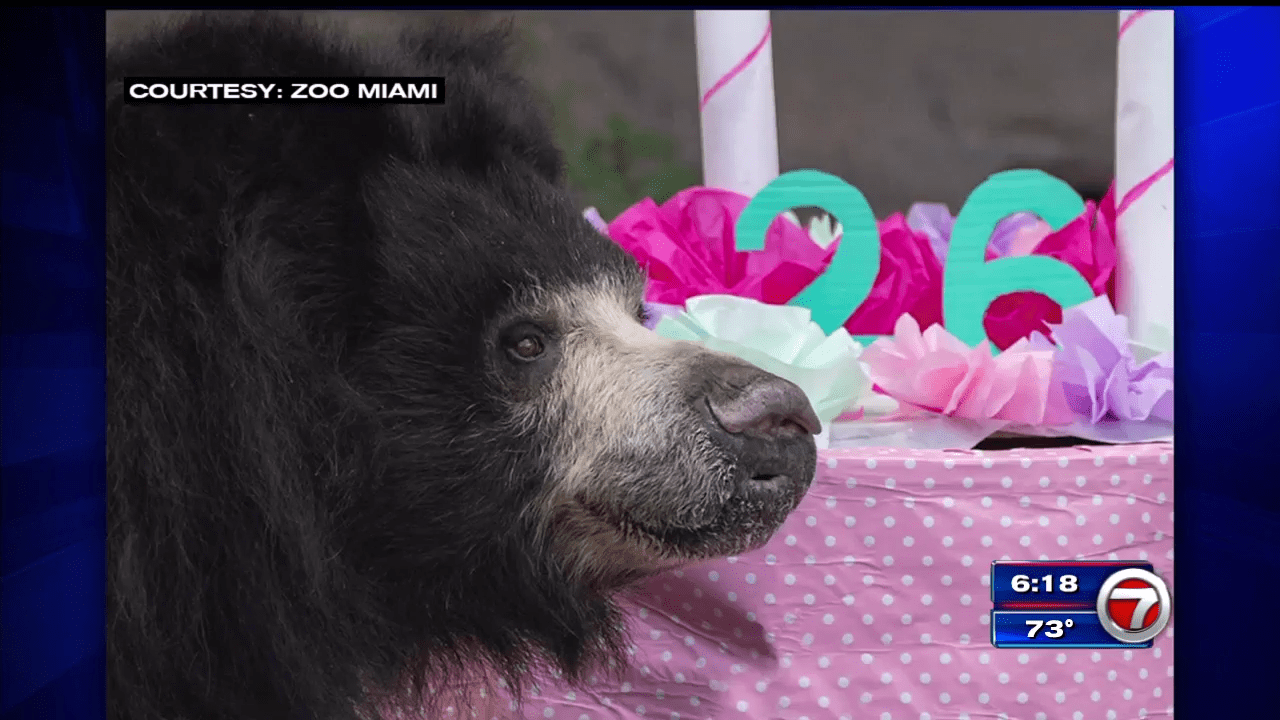 Zoo Miami’s sloth bear turns 26 WSVN 7News Miami News, Weather, Sports Fort Lauderdale