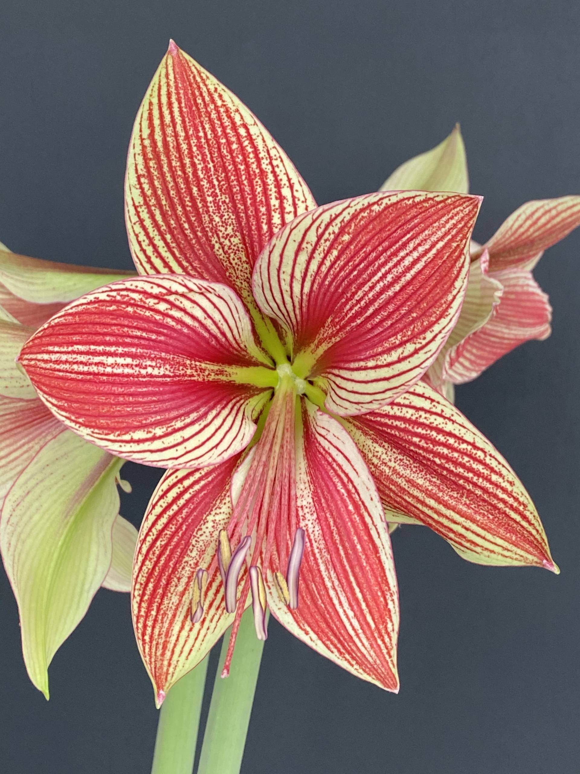 Exotic Star WS Warmenhoven