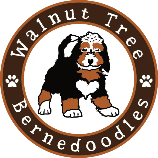 The Merle Pattern in Bernedoodles Unpacking Beauty, and