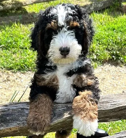 Walnut Tree Bernedoodles Bernedoodle Puppies in NC