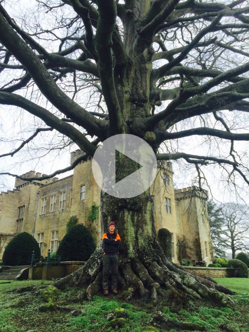 TREE SURGEONS WILKIN TREE COMPANY TREE SPECIALISTS IN SOUTHERN ENGLAND