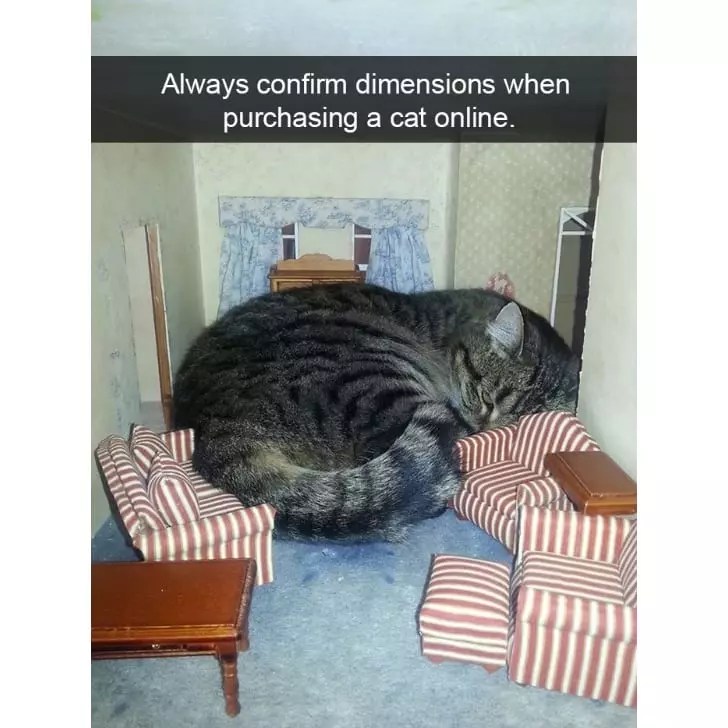 They’re Cat It Again! Spurrtacular Photos Of Cats Being Their