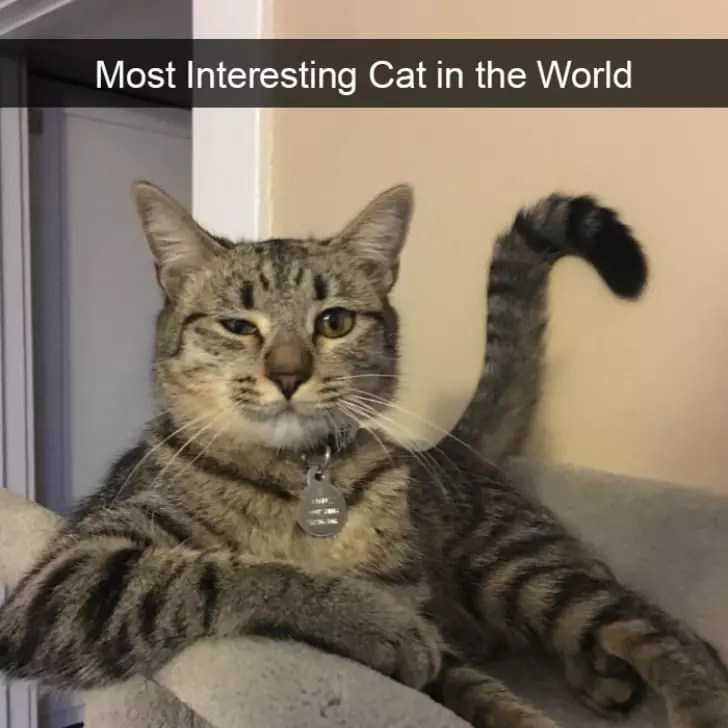 They’re Cat It Again! Spurrtacular Photos Of Cats Being Their