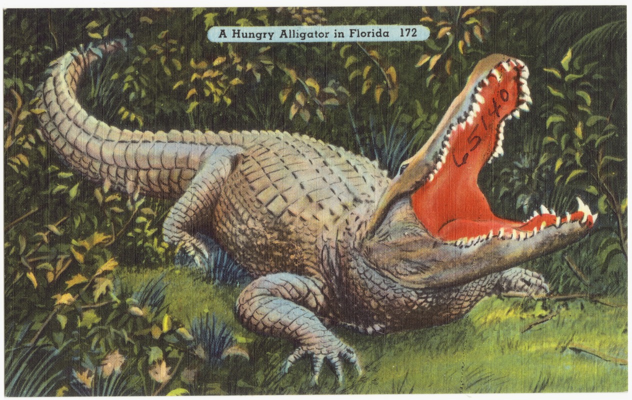 Vintage Florida Alligator Postcards