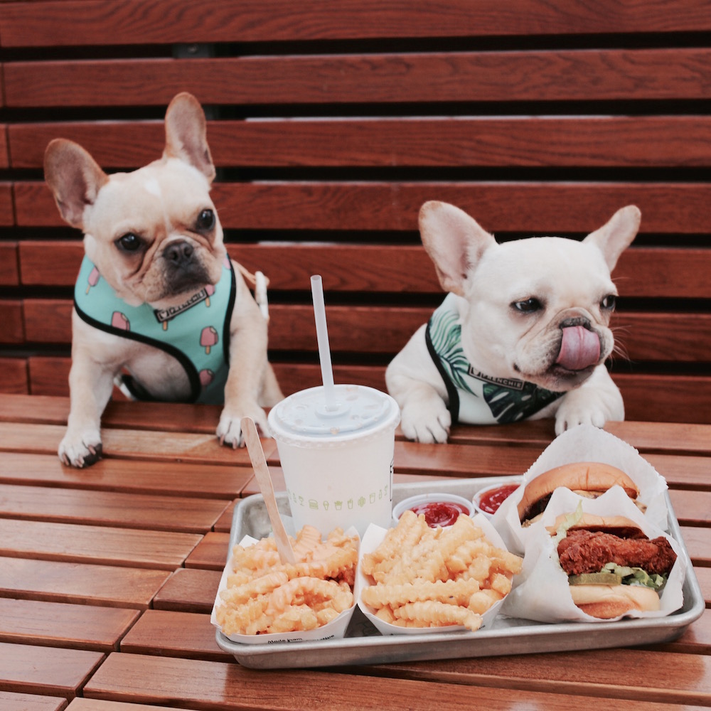 shake shack dogs What The Frenchie