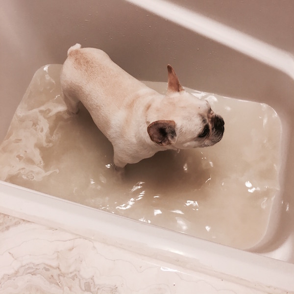 Oatmeal Foot Bath for Dogs With Allergies What The Frenchie