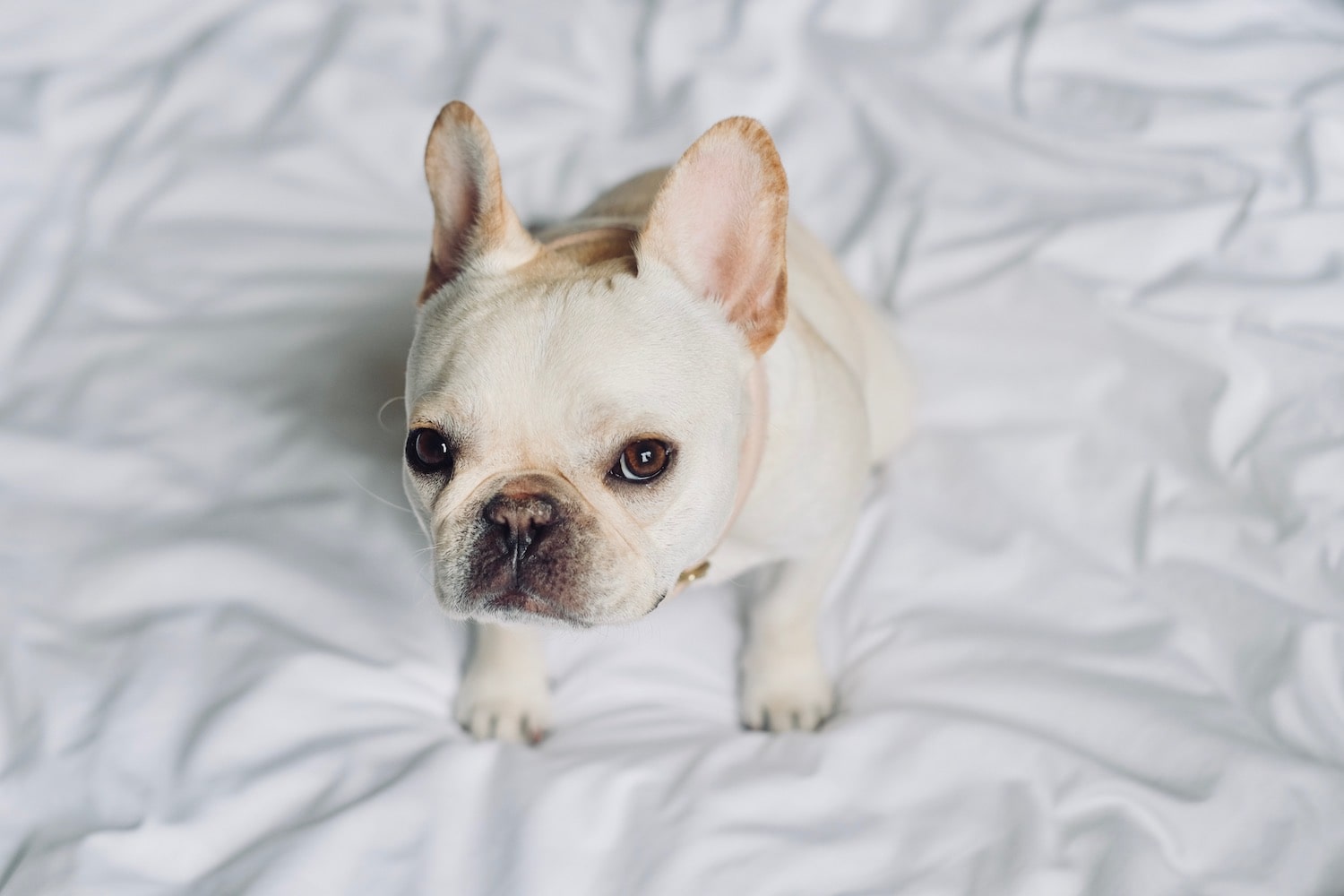 How Much Do French Bulldogs Shed? What The Frenchie