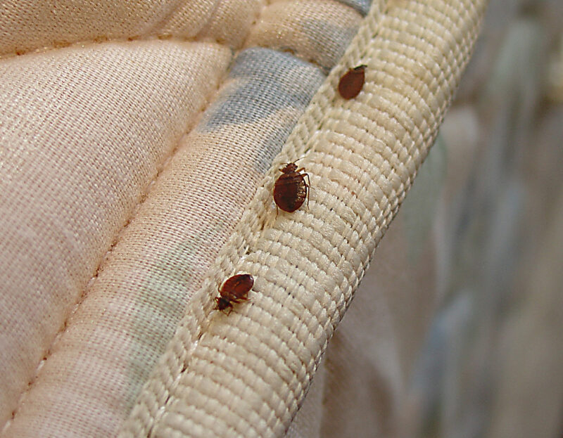 Bedbugs Singapore WTG Pest Control
