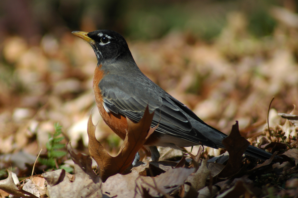 Robins A sign of spring? Or did winter never come? WTOP News