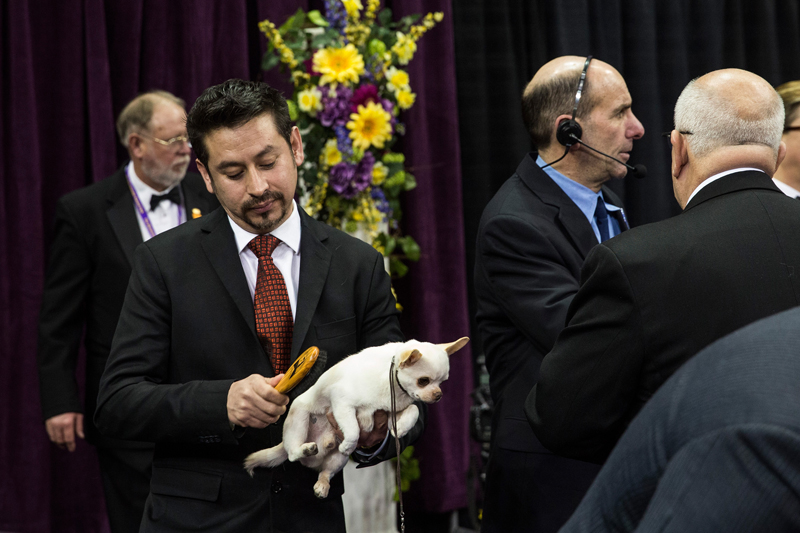 Westminster Dog Show 2014 WTOP News