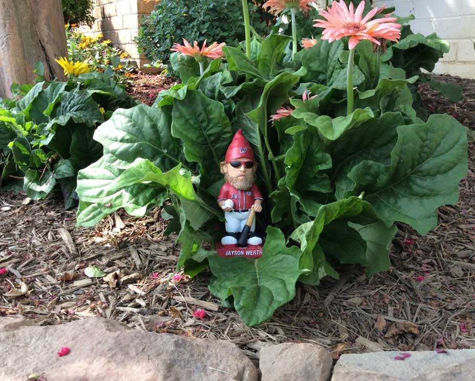 Jayson Werth Garden Gnomes WTOP