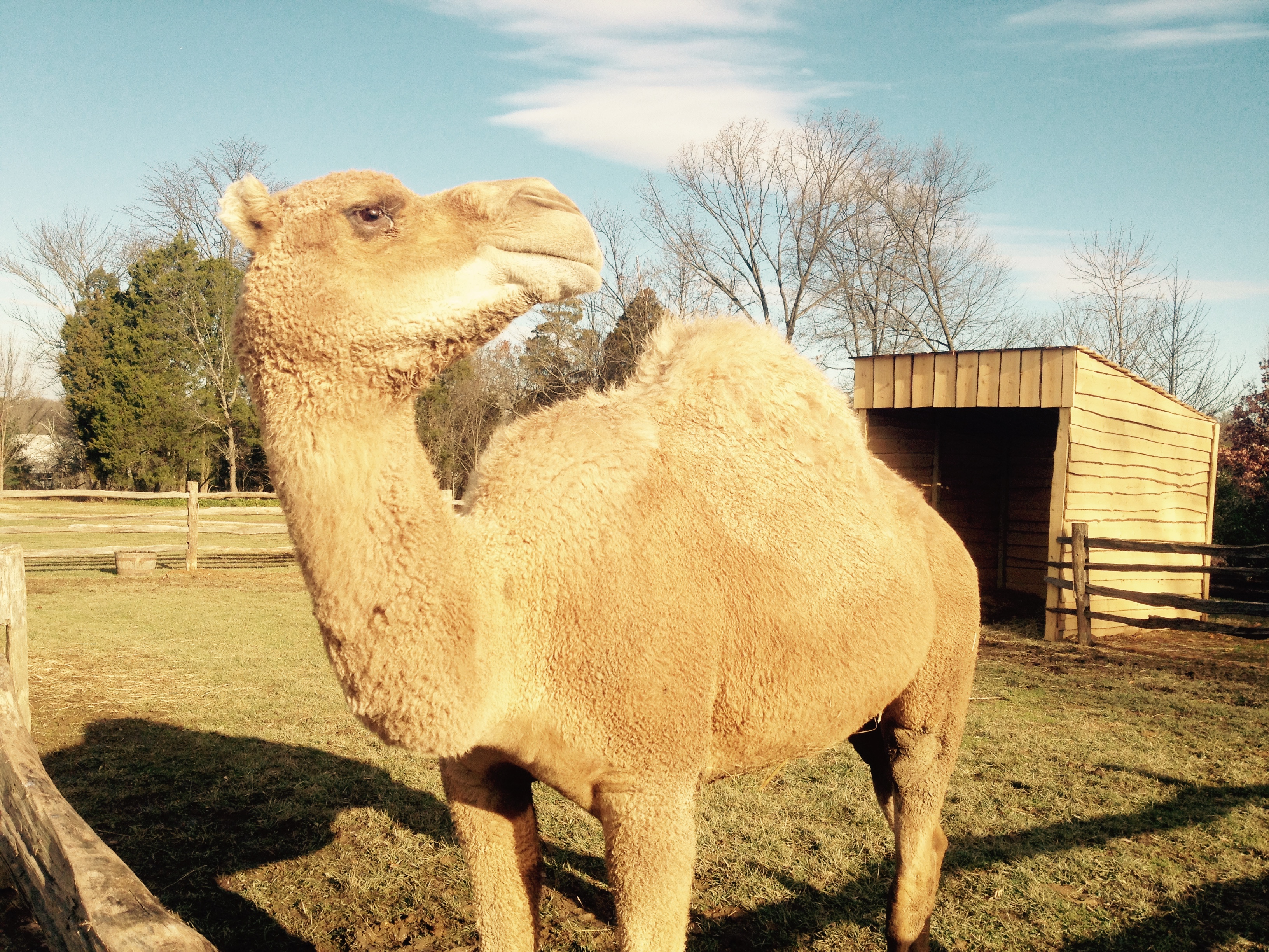 Mount Vernon’s Christmas camel a reminder of holiday in history (Photos