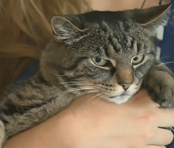 Who is shaving this family’s cat? WTOP News